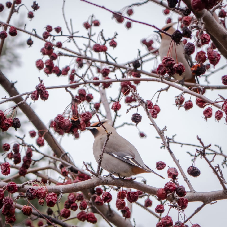 EcoWest News, December 16, 2025