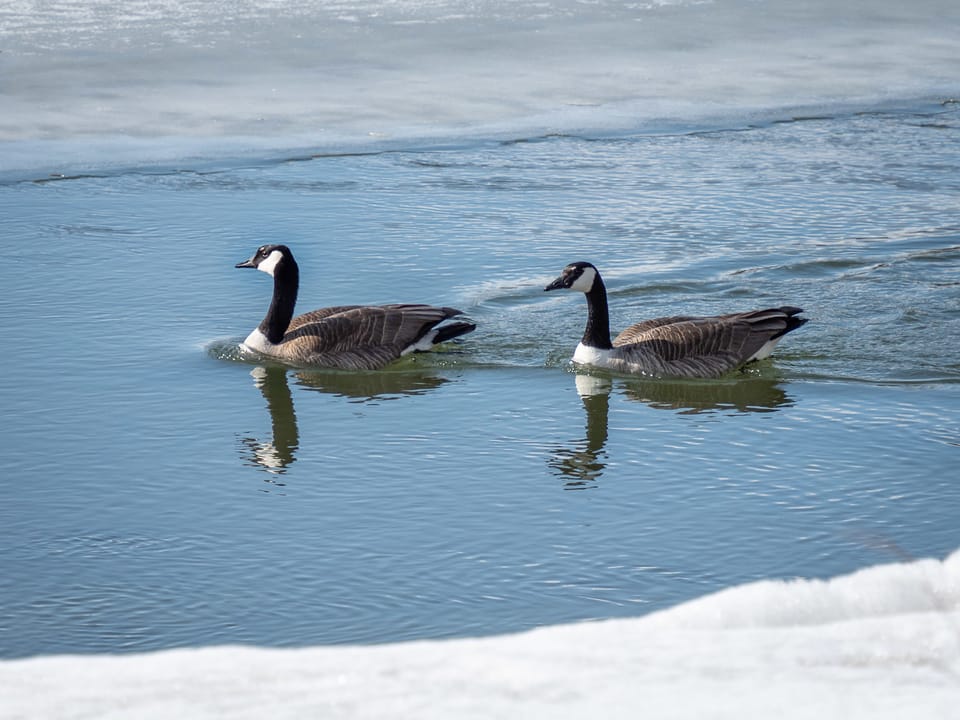 EcoWest News, January 20, 2026