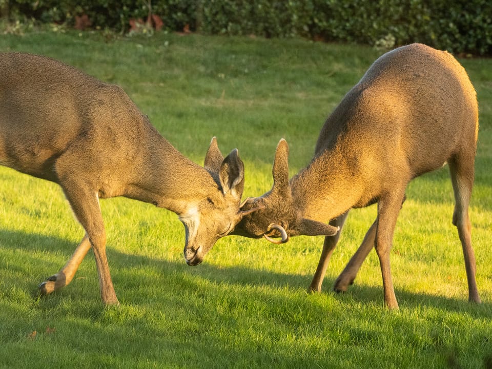 City Dwellers: Humans and Wildlife