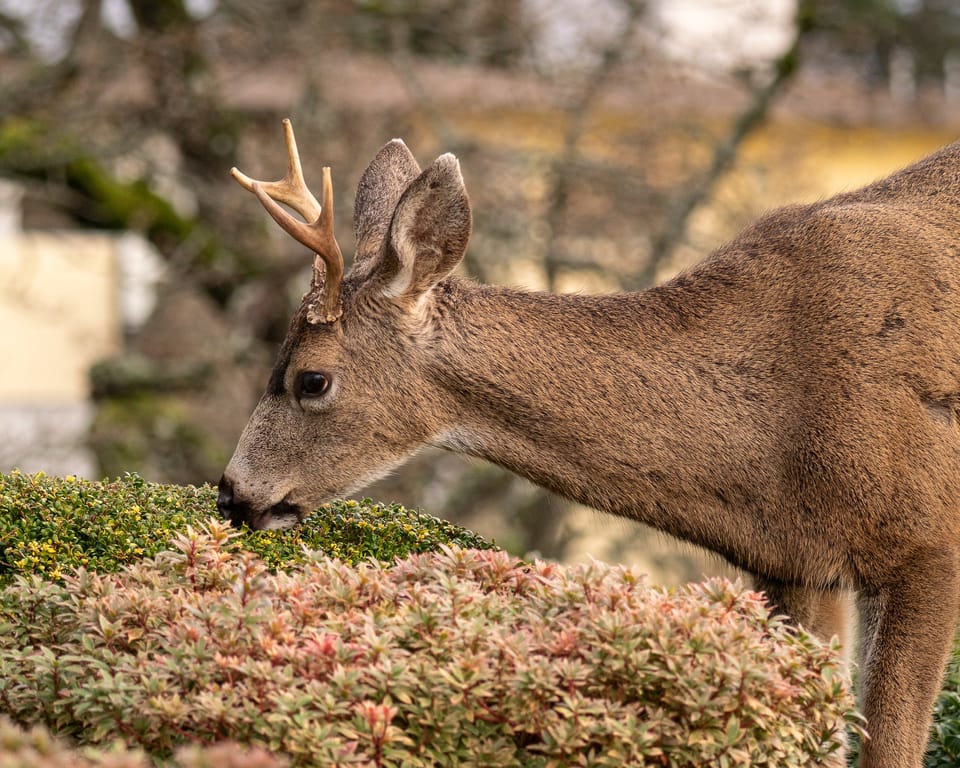 EcoWest News, January 27, 2026