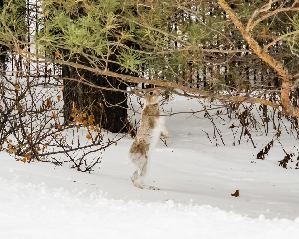 EcoWest News, February 17, 2026