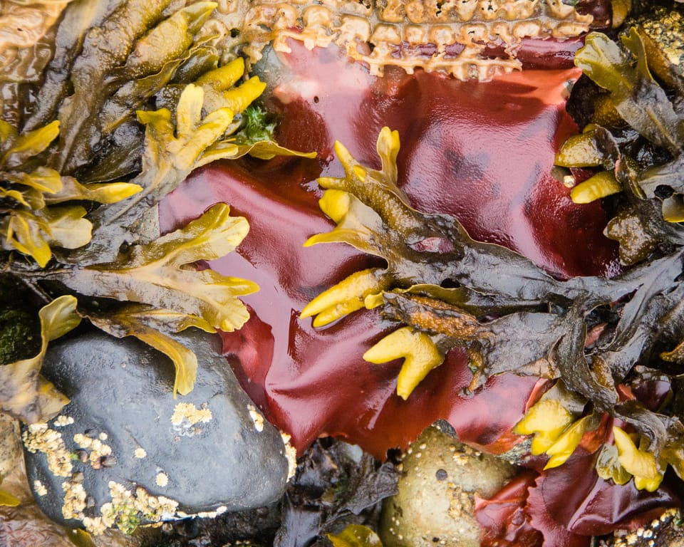 EcoWest News, February 24, 2026