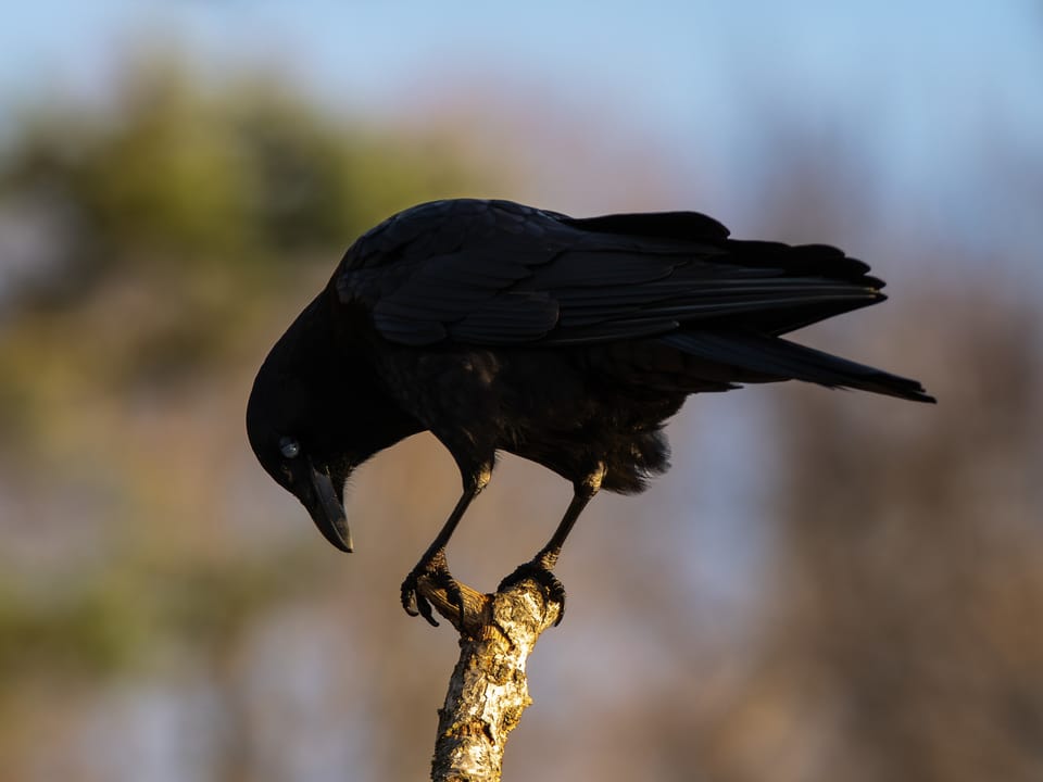 EcoWest News, March 3, 2026