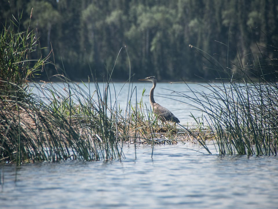 Nature & Environmental Advocacy Organizations of Western Canada